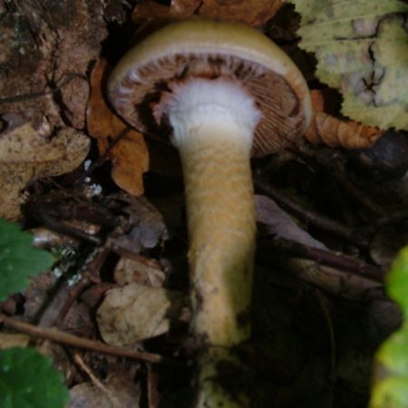 Cortinarius trivialis